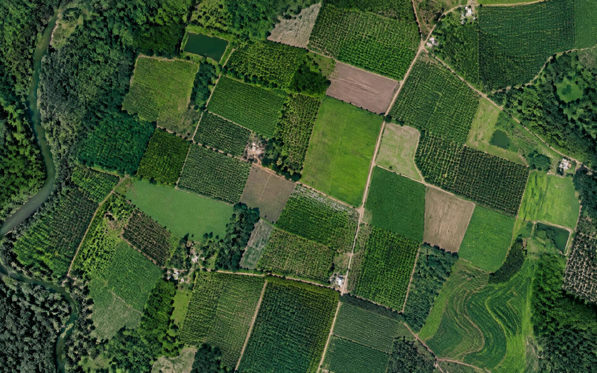 Overhead satellite view of tropical agricultural fields