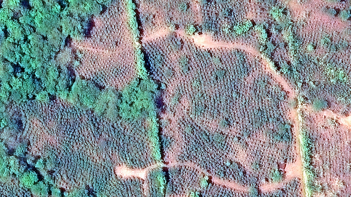 The same coffee farm at 15 cm resolution